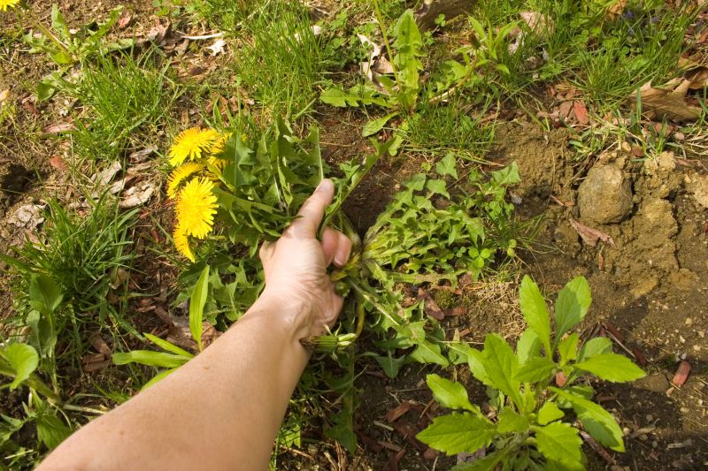 Flower Bed Weeding Service in Ventura County, CA