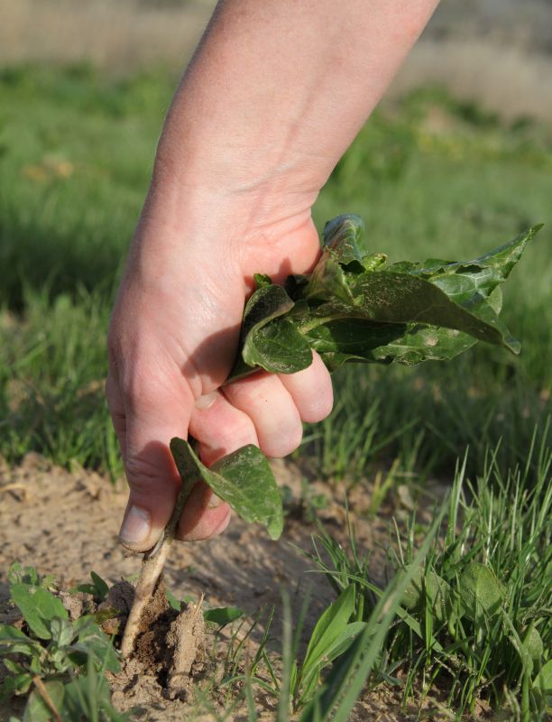 Garden Deweeding in Ventura County, CA