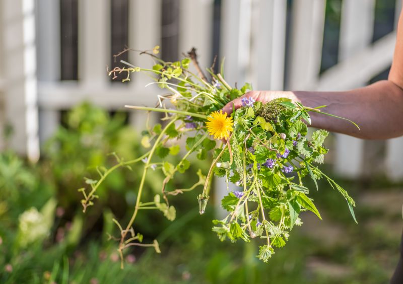 Landscaping Cleanup Service in Honolulu, HI