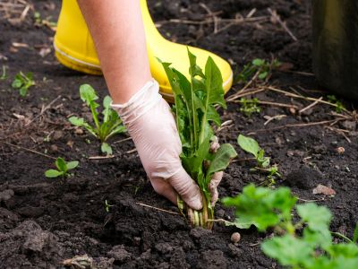 Weeding Service in Ventura County, CA