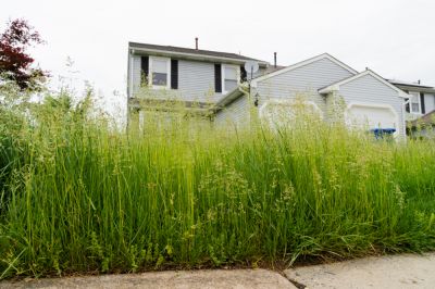 Remove Overgrown Yard Growth!